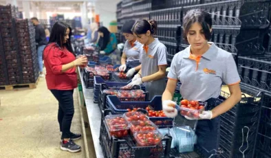 Antalya Büyükşehir Belediyesi Toptancı Hal Kompleksi’nde Kadınların Rolü