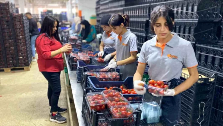 Antalya Büyükşehir Belediyesi Toptancı Hal Kompleksi’nde Kadınların Rolü