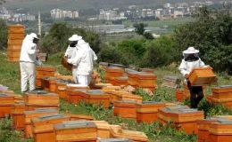 Mersin’de Polen Hasadı Başladı: Sezonun İlk Hasadı Sıfır Rakımda Yapıldı