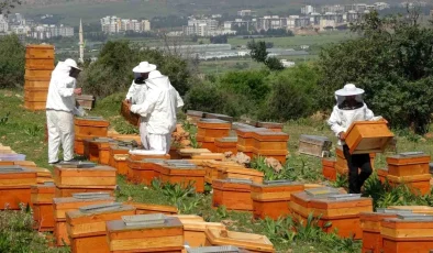 Mersin’de Polen Hasadı Başladı: Sezonun İlk Hasadı Sıfır Rakımda Yapıldı