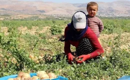 Mevsimlik tarım işçileri ve ailelerine yönelik çalışmalar için genelge yayımlandı