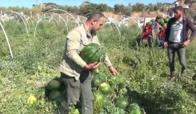 Aydın’da Karpuz Üreticileri Fiyatlardan Memnun Değil