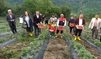 Samsun’un Alaçam ilçesinde çilek üretimi artıyor