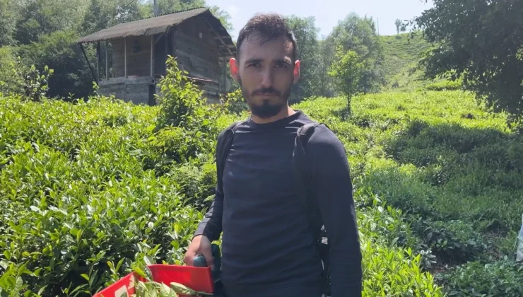 Doğu Karadeniz’de çay üreticileri akülü çay kesme motorlarına yöneliyor