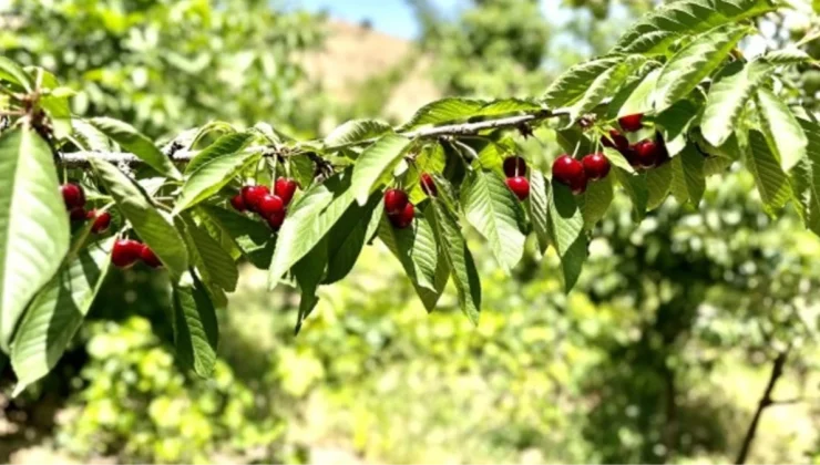 Kiraz üreticisi günlük 2 bin TL’ye işçi bulamıyor