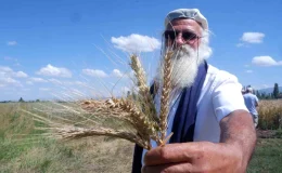 Erzurum’da Yeni Bir Ekmeklik Buğday Çeşidi Geliştirildi